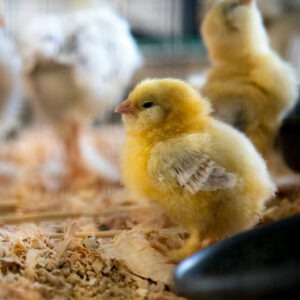 Here a Chick, There a Chick Cooking Camp: July 27, 28, 29 -- 1-4 PM