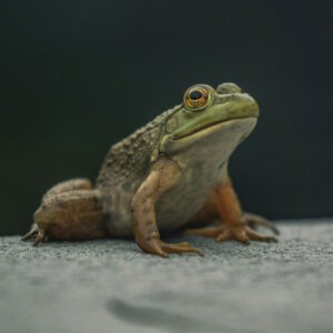 Frogs, Lizards, and Snakes, Oh My!!!: July 20, 21, 22 -- 9-12 AM