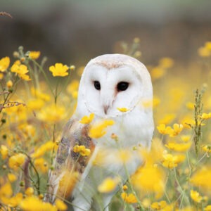 Owl Camp: August 10, 11, 12 -- 9-12 AM